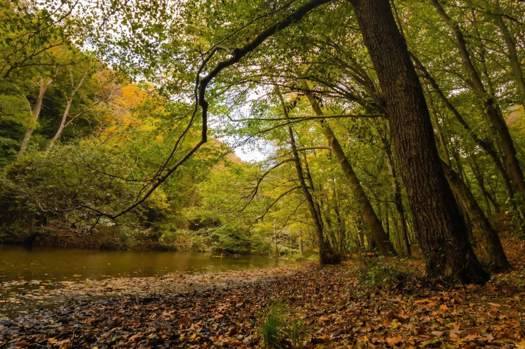 Sonbahar başlangıcında, ağaçlarla çevrili huzurlu orman gölü manzarası.