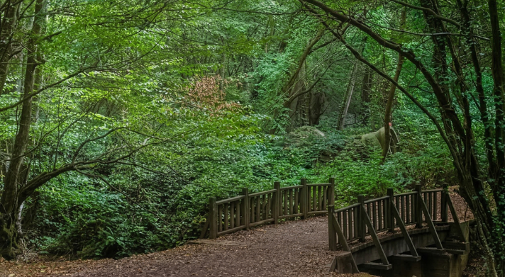 Polonezköy Tabiat Parkı içerisinde doğa yürüyüşü ve trekking için uygun, ağaçlarla çevrili huzurlu orman yolu ve köprü