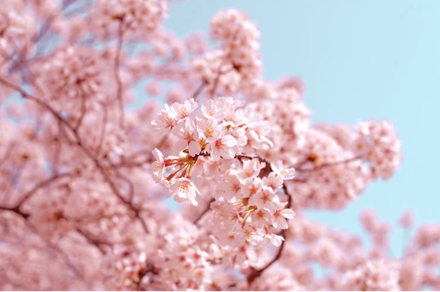 Close-up of soft pink cherry blossoms in full bloom against a clear blue sky